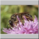 Lasioglossum leucozonium - Furchenbiene 02.jpg